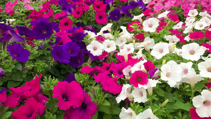 colorful summer annual petunia flowers
