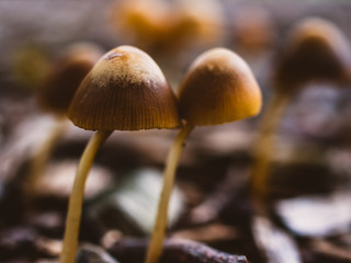 mushrooms in the forest