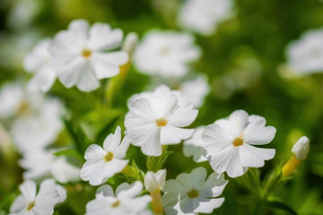 White phlox flower close up.