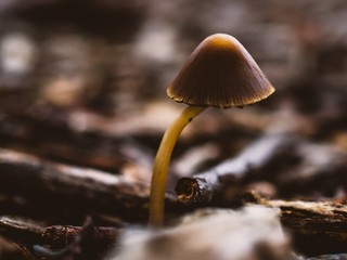 mushroom in the forest