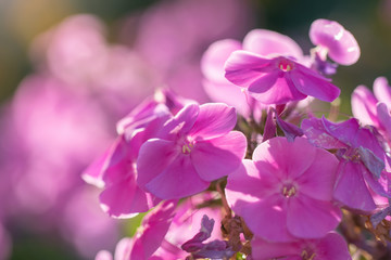 Obraz na płótnie Canvas Purple phlox flower close up.