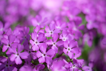 Fototapeta na wymiar Purple phlox flower close up.