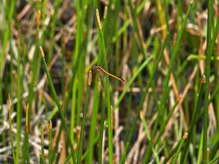 gold dragonfly in the grass