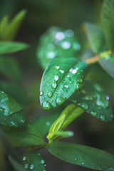 water drops on green leaf