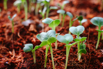Small seedlings of lettuce grown in the garden