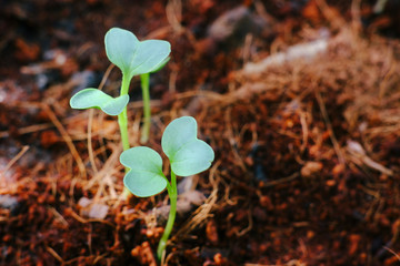 Green seedlings grow naturally in the morning garden.


