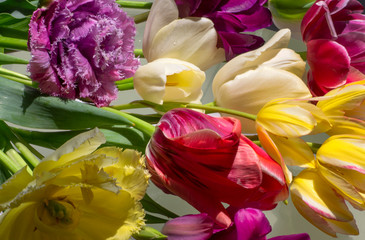 Fototapeta na wymiar Beautiful colored tulips. The background of colorful flowers with green leaves.