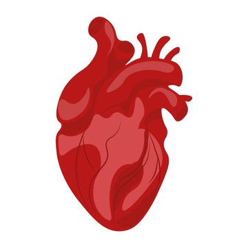 Human anatomical heart. With veins, aorta, and arteries. Color red, maroon. Vector illustration.