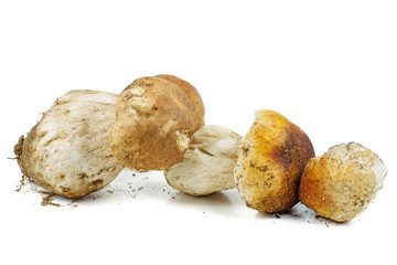 Three fresh boletus isolated on a white background