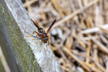 Paper Wasp Collecting Wood Pulp