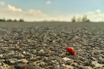 ladybug on the road