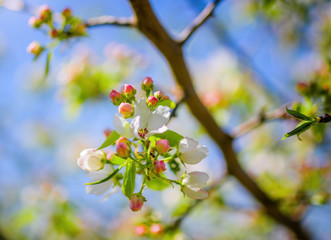 Branch of a blossoming apple tree