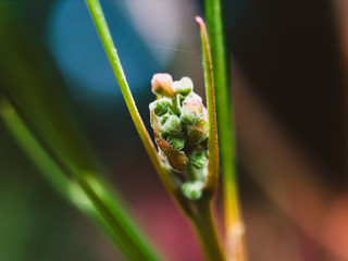 Closeup of a green plant