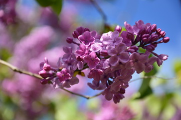 Lilac in a park, spring