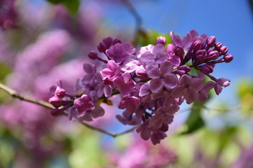 Lilac in a park, spring