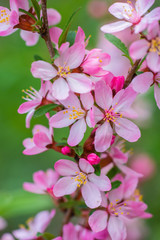 Flowering pink almond