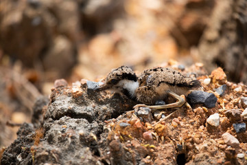Baby birds take shelter by crouching with clumps of soil.