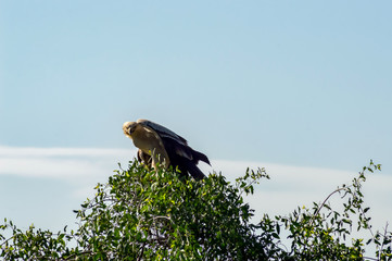 Juvenile Crowned Eagle perched on a tree