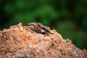Naklejka na ściany i meble Baby birds take shelter by crouching with clumps of soil.