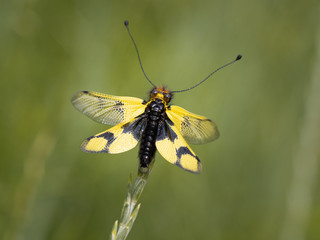 Owlfly Libelloides macaronius net-winged insect