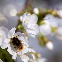 The bee sits on a flower of a bush blossoming tree