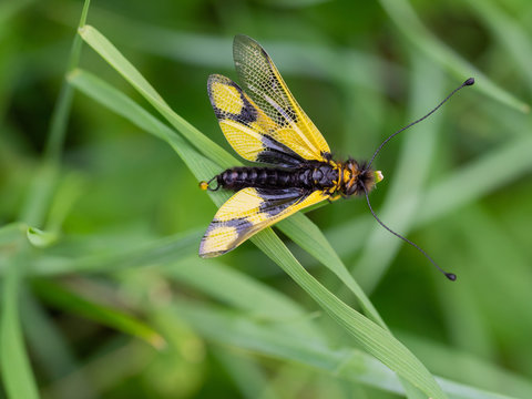 Owlfly Libelloides macaronius net-winged insect