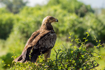 Raven eagle on a tree in samburu park
