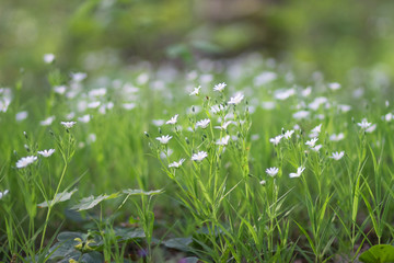 Spring wildflowers in the forest in Sunny weather. White flowers reach for the sun