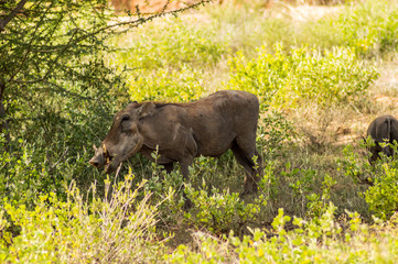 Warthog in the savannah of Samburu Park