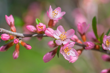 Fototapeta na wymiar Flowering pink almond