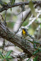 A solitary Yellow-throated Warbler forages for insects along a lichen covered live oak tree limb