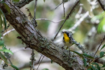 A solitary Yellow-throated Warbler forages for insects along a lichen covered live oak tree limb