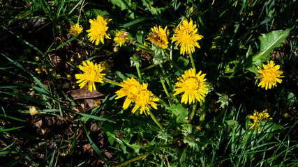 Kwiatki na polanie. © Bernadeta