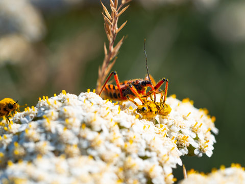 Assassin bug (Rhynocoris iracundus) with prey