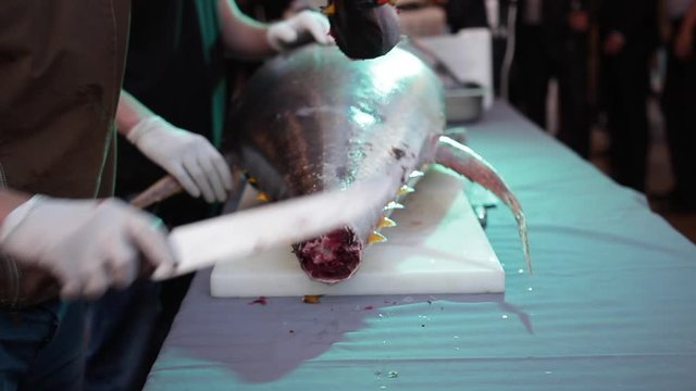 A chef in uniform and special gloves cut off a giant bluefin tuna tail with a sharp knife on a restaurant marble work table top, close-up. 