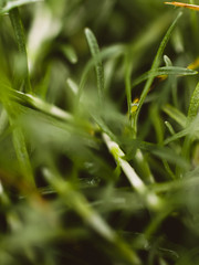 Green grass closeup