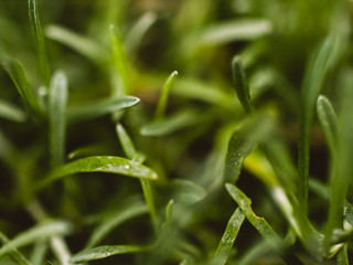 green grass with dew drops