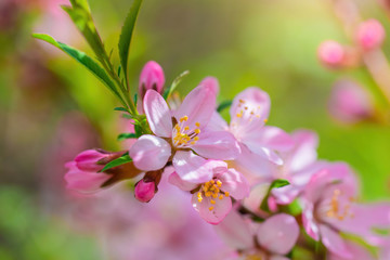 Obraz na płótnie Canvas Flowering pink almond