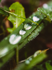 water drops on a blade of grass
