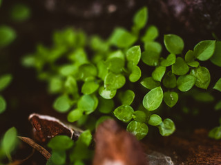 green sprout growing in the garden