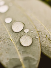 leaf with water drops