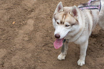 fluffy Siberian husky dog on a walk among nature, spring