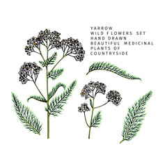 Hand drawn wild hay flowers. Yarrow milfoil. Medical herb. Colored engraved art. Botanical illustration. Good for cosmetics, medicine, treating, aromatherapy, nursing, package design field bouquet. © logaryphmic