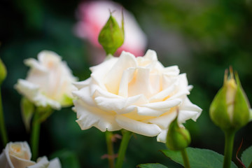 White rose flower on a green blur background.