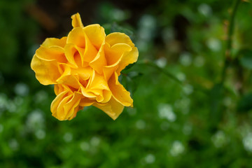Ornamental garden plant: tea-hybrid yellow rose