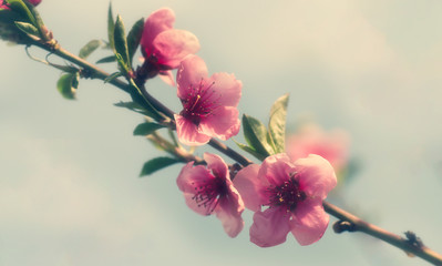 Beautiful peach flowers in the sunlight.