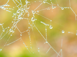 Spider web with water drops, colorful background