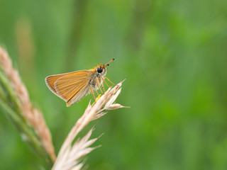 Essex skipper (Thymelicus lineola) butterfly