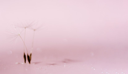 Fuzzy Dandelion Seed Closeup Abstract Background Copy Space. Blowball as Ballet Dancer Performance. Soft Feather Light Flower Bloom Macro Shot. Delicate Taraxacum as Dancing Ballerina Silhouette