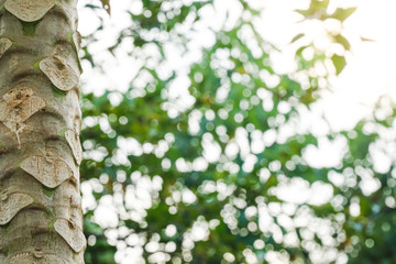 Close up of papaya tree trunk with blurred nature background.